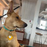 Un American Dingo portant un collier au cou