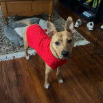 Un American Dingo sur un parquet et portant un pull-over 