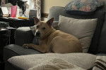 Un American Dingo allongé sur un canapé