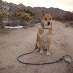 Un American Dingo assis et tenu en laisse