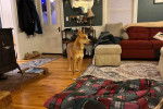 Un American Dingo dans un appartement