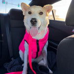 Un American Dingo assis sur un banquette arrière d'un véhicule