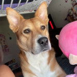 Un American Dingo regardant vers la caméra