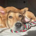 Un American Dingo allongé sur un lit