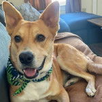 Un American Dingo allongé sur un canapé et portant un collier autour du cou