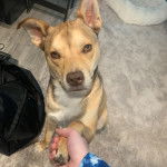 Un American Dingo assis sur un tapis et ayant une patte tenu par une femme