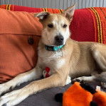 Un American Dingo allongé sur un canapé