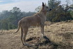Un American Dingo sur un terrain herbeux