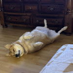 Un American Dingo allongé sur un plancher et portant un collier autour du cou