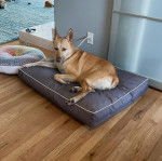 Un American Dingo allongé sur un petit lit