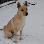 Un American Dingo assis sur une surface enneigée