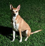 Un American Dingo assis sur un terrain herbeux