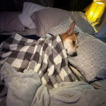 Un American Dingo allongé sur un lit et recouvert d'une couverture