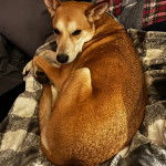 Un American Dingo allongé sur une couverture