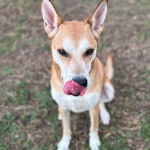 Un American Dingo assis sur un terrain herbeux et se léchant les babines