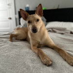 Un American Dingo allongé sur un lit