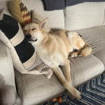 Un American Dingo allongé sur un canapé