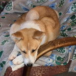 Un American Dingo allongé sur une chaise