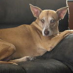 Un American Dingo allongé sur un canapé