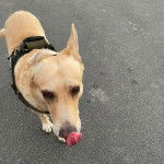 Un American Dingo sur un terrain bétonné et portant un harnais