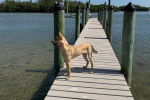 Un American Dingo sur un ponton en bois
