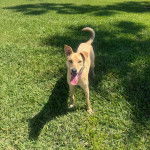 Un American Dingo sur un terrain herbeux et tirant la langue