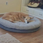 Un American Dingo allongé sur une couchette