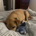 Un American Dingo allongé sur un lit