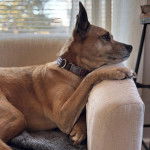 Un American Dingo allongé sur un canapé et portant un collier autour du cou