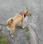 Un American Dingo sur une surface bétonné et tenu en laisse
