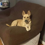 Un American Dingo allongé sur un lit