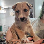 Un American Dingo assis dans les bras d'une personne