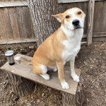 Un American Dingo assis sur une planche en bois