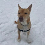 Un American Dingo assis sur une surface enneigée et portant un collier autour du cou