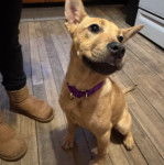 Un American Dingo assis sur un plancher