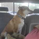 Un American Dingo assis sur la banquette arrière d'un véhicule et portant un collier autour du cou