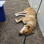 Un American Dingo allongé sur une moquette