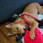 Un American Dingo allongé sur un parquet et mordant une peluche