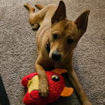 Un American Dingo allongé sur un tapis et portant un collier au cou