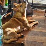 Un American Dingo allongé sur un parquet