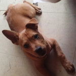 Un American Dingo allongé sur une surface carrelé