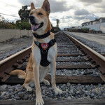 Un American Dingo assis sur des rails  portant un harnais et un collier au cou