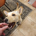 Un American Dingo assis sur un tapis et recevant morceau de viande 