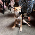 Un American Dingo assis et tenu en laisse