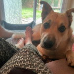 Un American Dingo allongé sur un lit à côté d'une personne