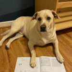 Un American Dingo allongé sur un parquet et ayant les pattes posés sur un livre