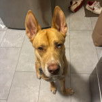 Un American Dingo assis sur un sol carrelé