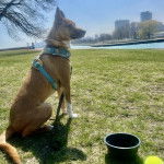 Un American Dingo assis sur un terrain herbeux et portant un harnais