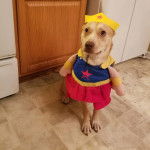 Un American Dingo assis sur un sol carrelé et portant un costume