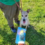 Un American Dingo assis sur un terrain herbeux et tenu en laisse